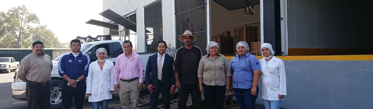 Docente de ITESCO participa en realización de Puré de Fresas Congeladas en Michoacán