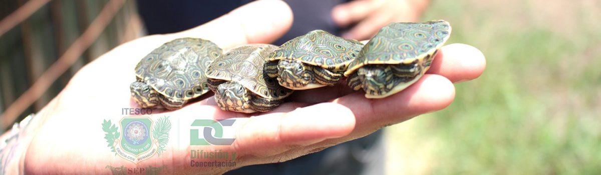 Nacen tortugas en Centro Acuícola del ITESCO